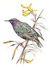 Starling Fine Art Print