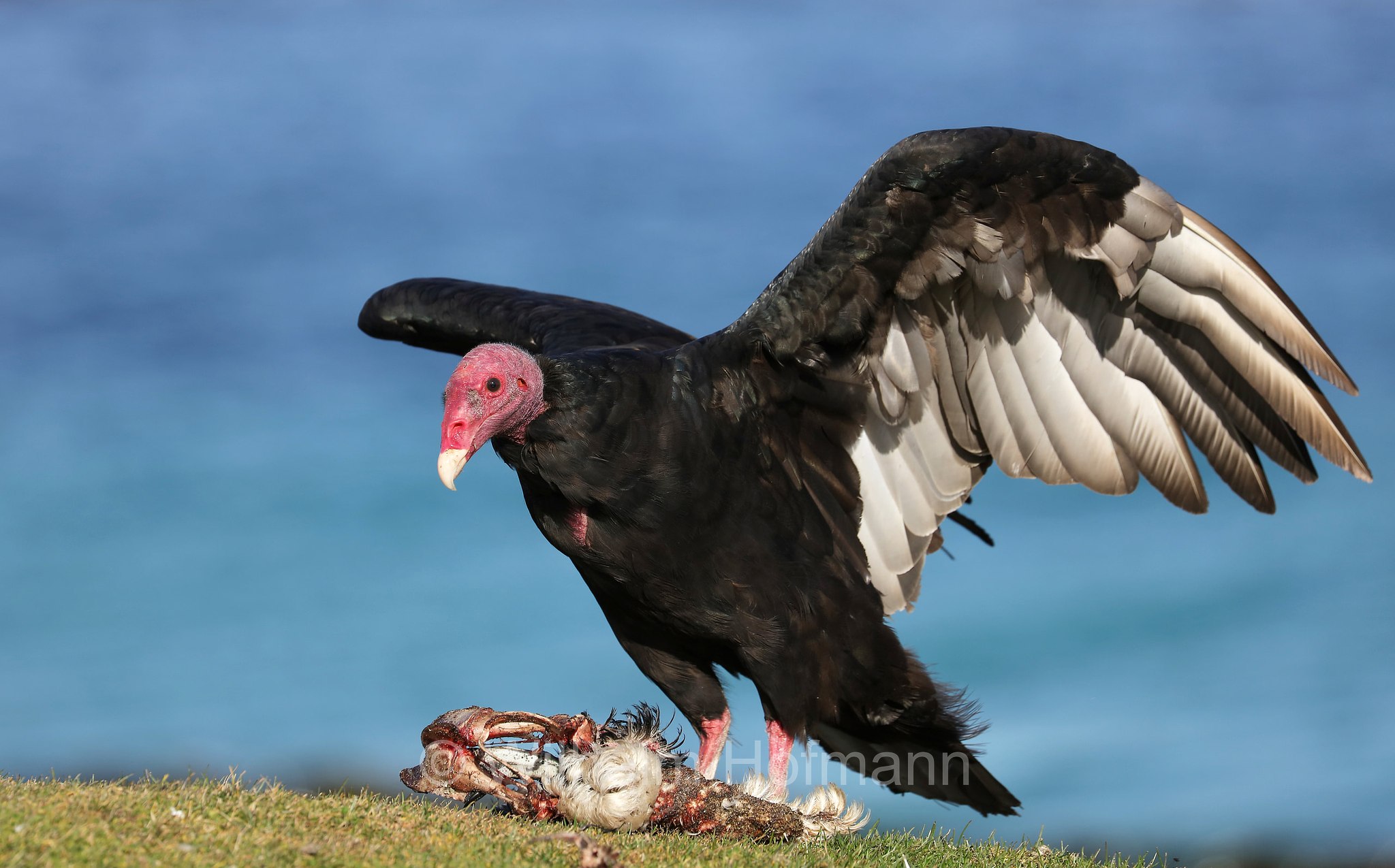 turkey vulture, Truthahngeier, avvoltoio collorosso, Cathartes aura, Bleaker Island, Isla María, Falkland Islands, Falklandinseln, Isole Falkland