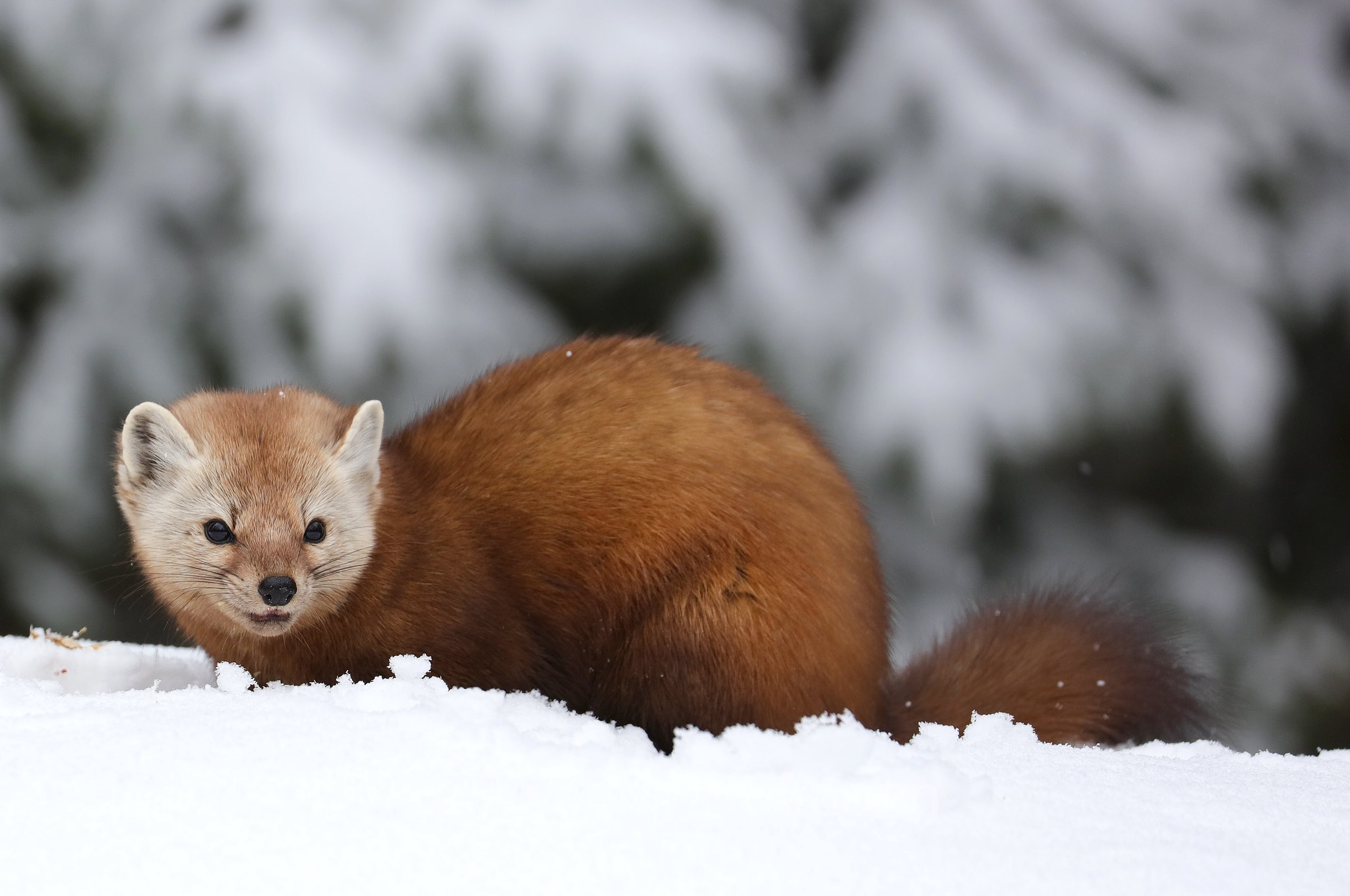 Martes americana, American marten, American pine marten, pine marten, Fichtenmarder, martora americana, Costello Creek, Algonquin Provincial Park, Parco provinciale di Algonquin, Ontario, Canada, Kanada