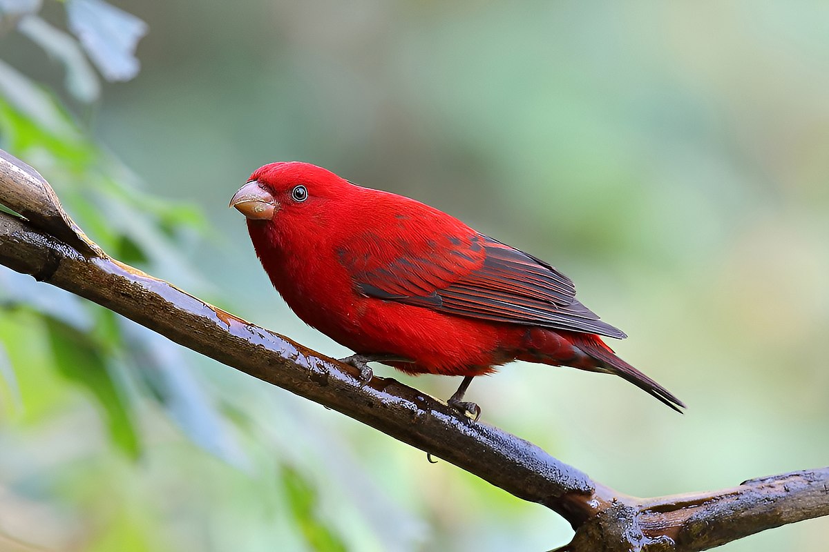 Scarlet Finch