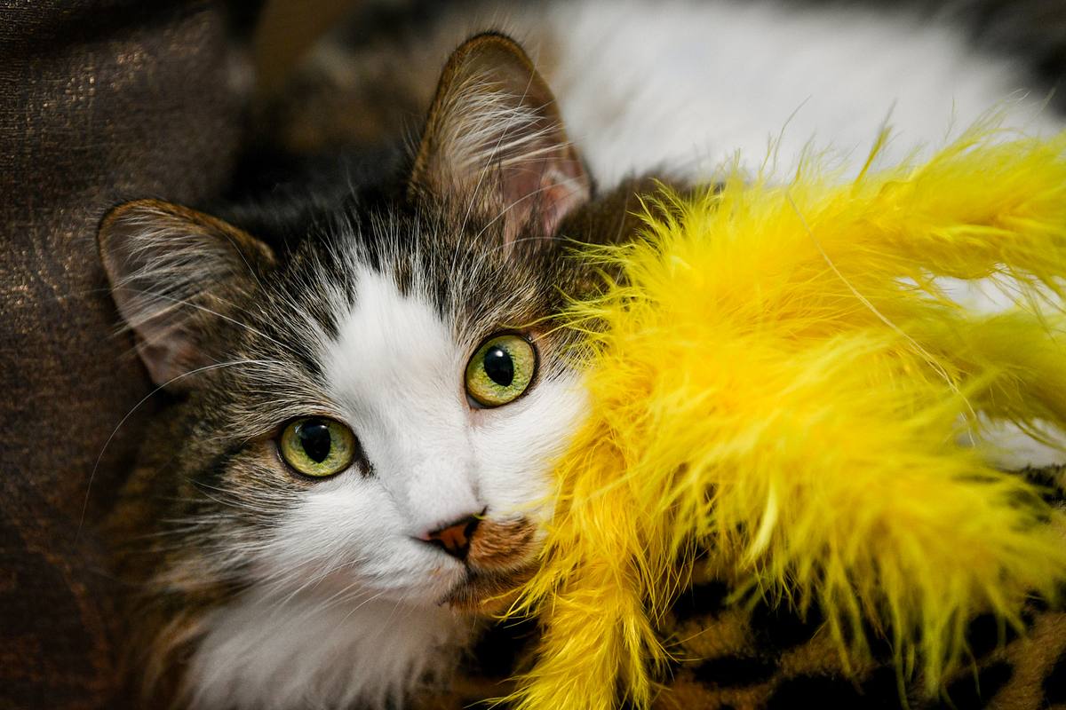 Cat sitting in cat bed with a yellow feather toy.