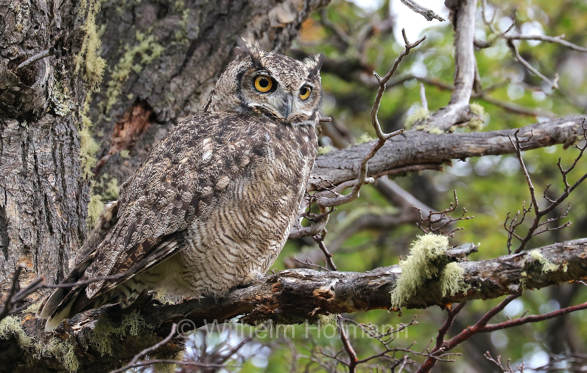 lesser horned owl, Magellanic horned owl, Magellanuhu, Magellan-Uhu, Patagonischer Uhu, Chilenischer Uhu, Chile-Uhu, gufo reale di Magellano, Bubo magellanicus, Torres del Paine National Park, Patagonia, Patagonien, Chile, Cile