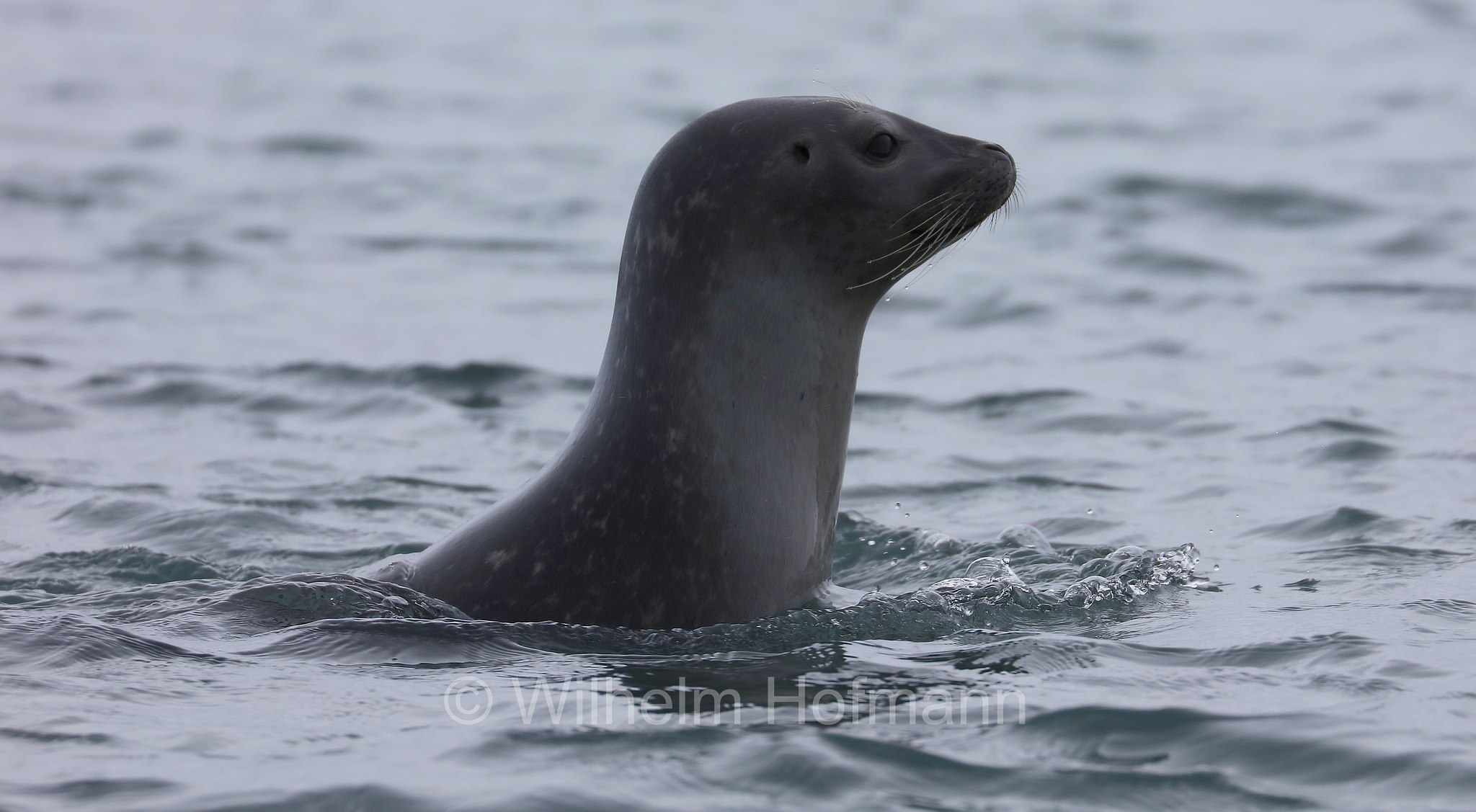 Phoca vitulina vitulina, Atlantic common seal, Europäischer Seehund, foca comune, Lilliehöökfjorden, Spitsbergen, Svalbard, Spitzbergen, Norway, Norwegen, Norvegia