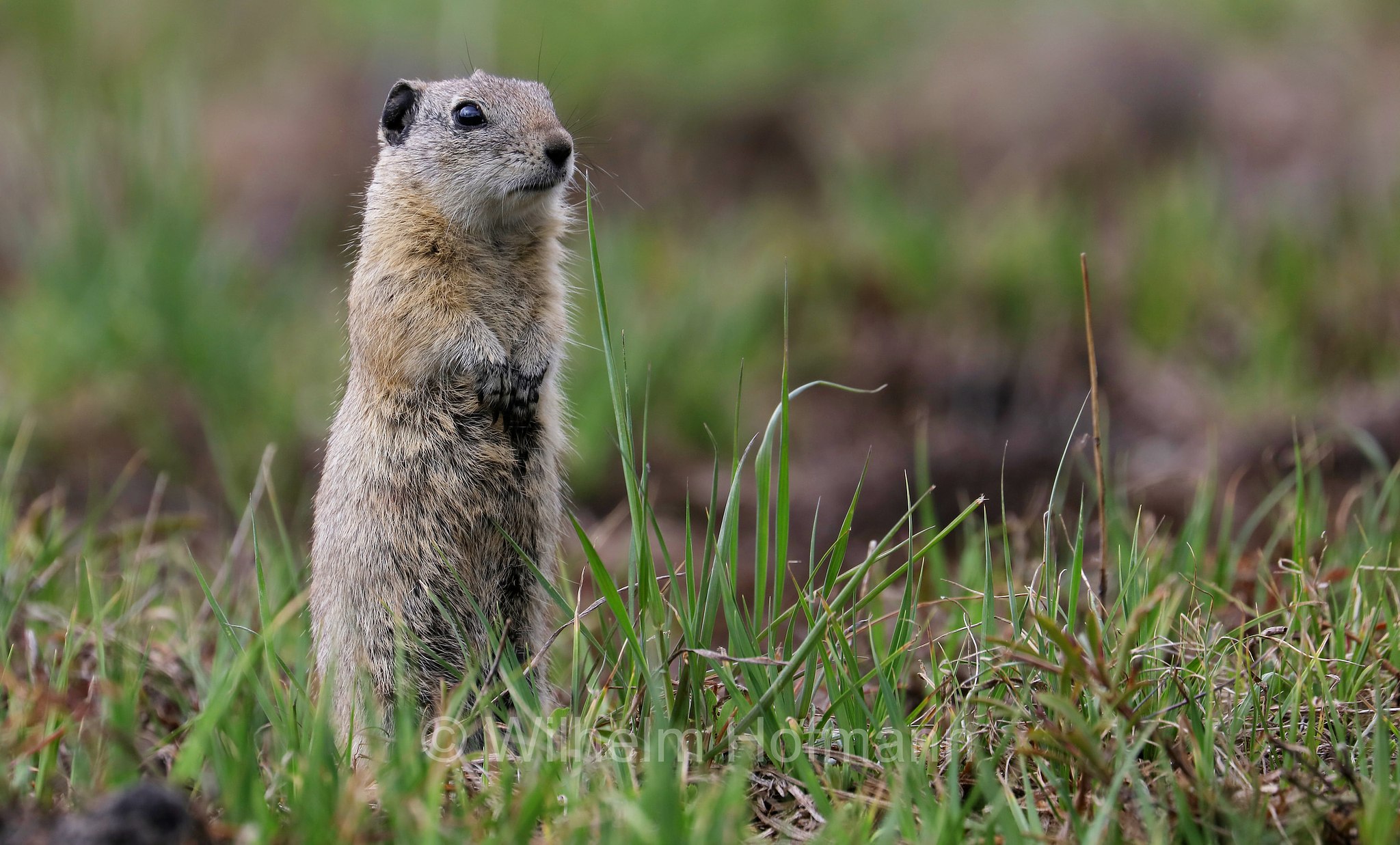 Urocitellus beldingi, Spermophilus beldingi, Belding's ground squirrel, pot gut, sage rat, picket-pin, Belding-Ziesel, scoiattolo terricolo di Belding, Sparks Lake Meadow, Oregon, USA