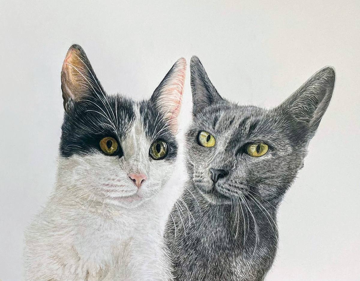 Cat portrait, cat pet portrait, cat duo, cat duo portrait, cat art, feline friends, feline duo, feline double portrait, cat pencil drawing, cat drawing, cats in coloured pencil, chester pet portrait artist, chester artist, Chester pet portrait artist, Chester cat artist, Chester pet portraits