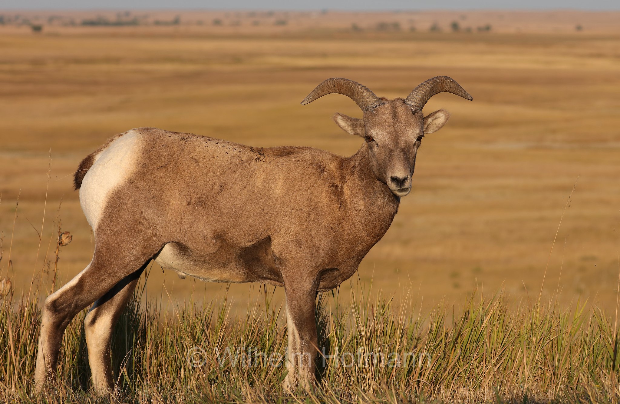 Ovis canadensis canadensis, Rocky Mountain bighorn sheep, Rocky-Mountains-Dickhornschaf, bighorn delle Montagne Rocciose, Sage Creek Basin Overlook, Badlands National Park, Badlands-Nationalpark, parco nazionale delle Badlands, South Dakota, Dakota del Sud, USA