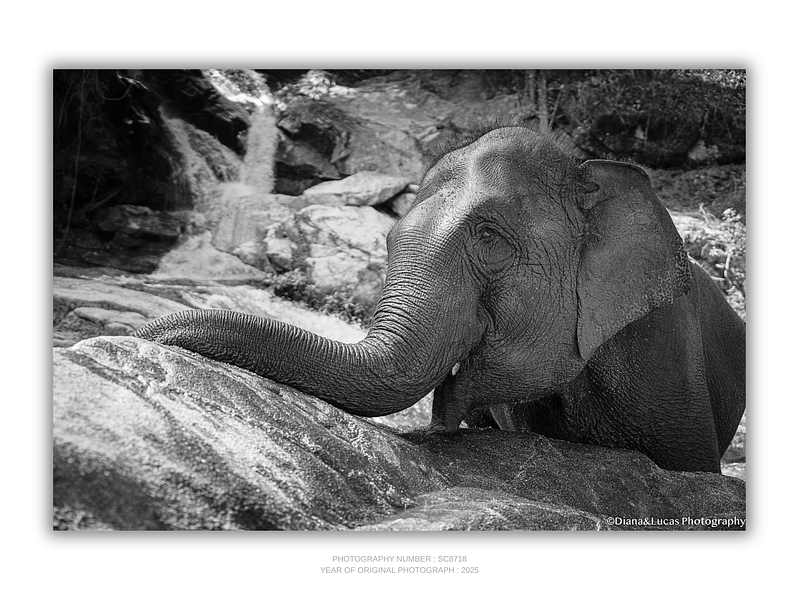 COLLECTION - GIANTS OF THE LAND HORIZONTAL - "Rest Moment" - LIMITED EDITION 10 of 10