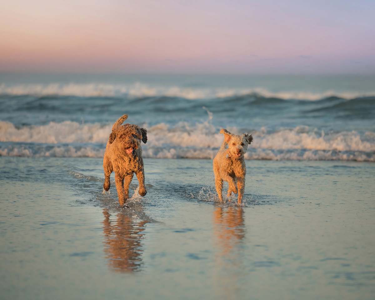 san-diego-dog-photographer