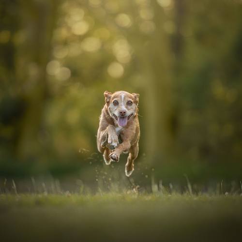 Hondenfotografie Hoorn