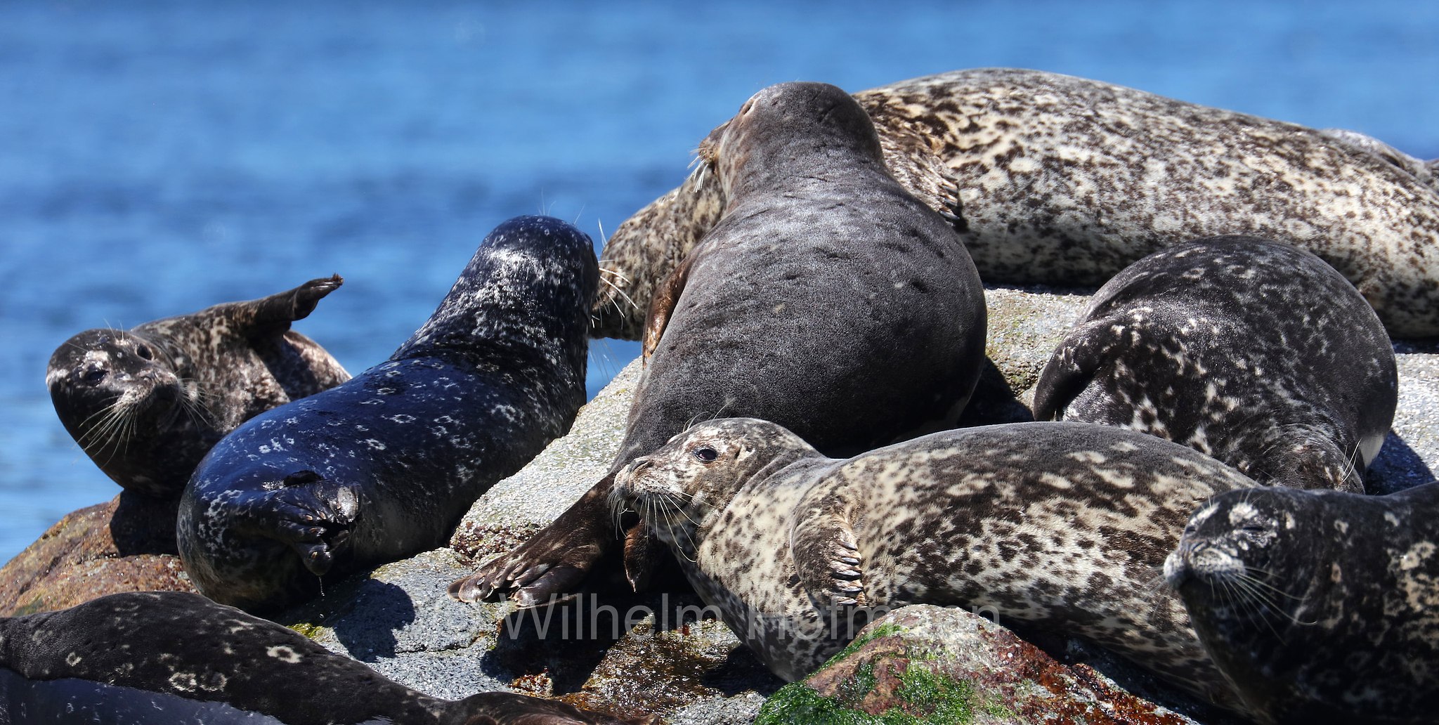 Phoca vitulina, harbor seal, harbour seal, common seal, Seehund, foca comune, Discovery Passage, Discovery-Passage, British Columbia, Columbia Britannica, Canada, Kanada