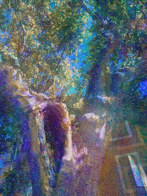 Alter Baum mit natürlicher Höhlung als ruhiger Kraftort in Landschaft