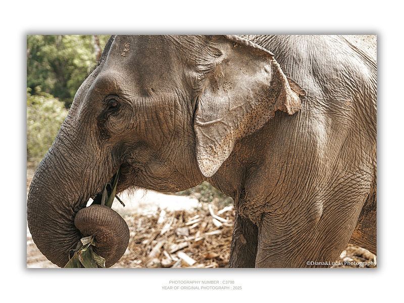 COLLECTION - GIANTS OF THE LAND HORIZONTAL - "Trunk and Leaf" - LIMITED EDITION 10 of 10