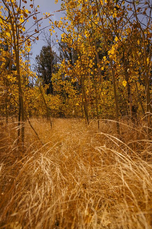 Tall Grass
