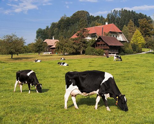 Nutztiere