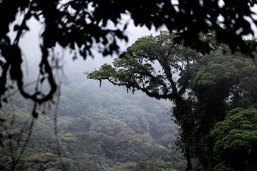 Nature Photography