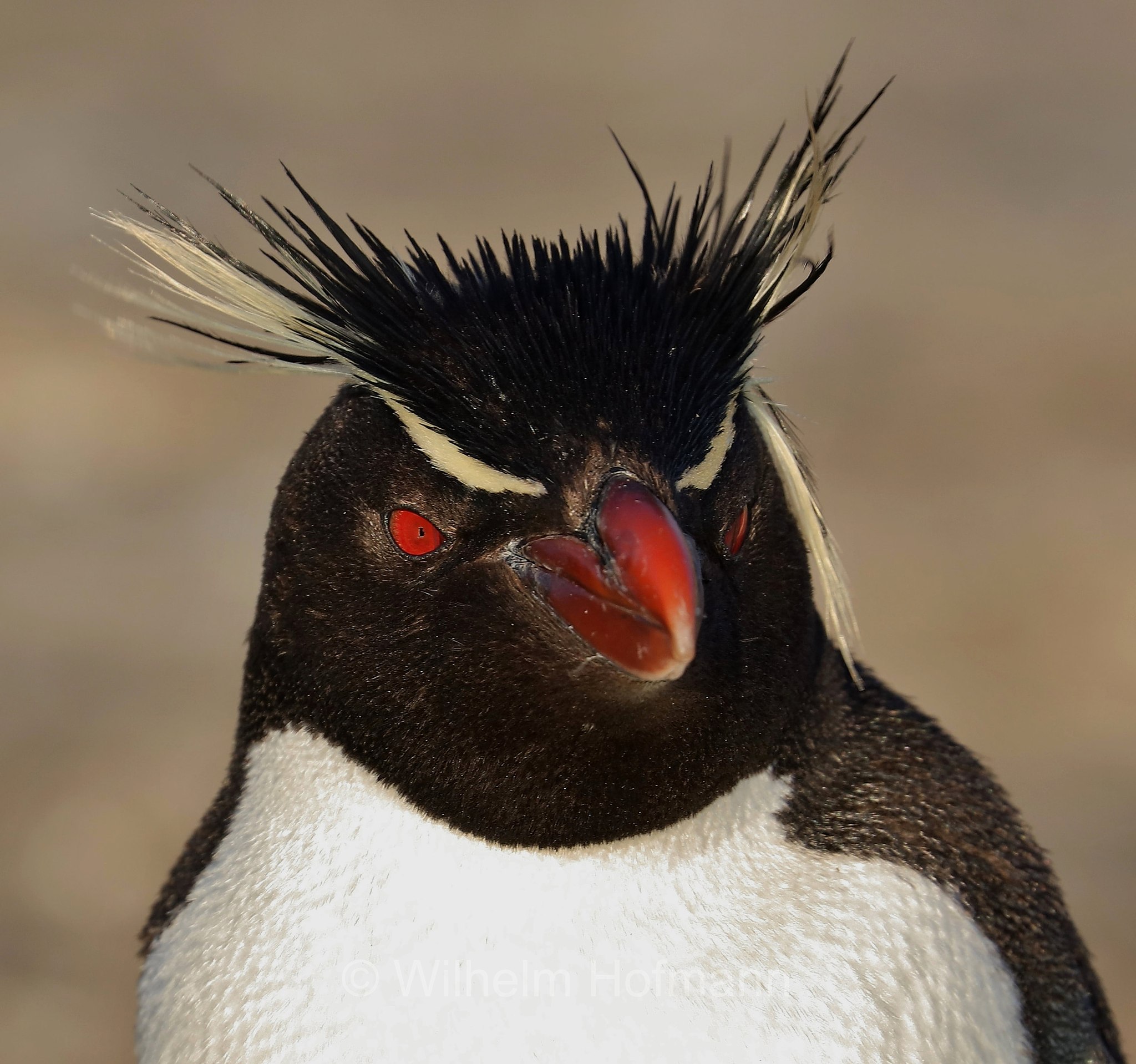 western rockhopper penguin, Felsenpinguin, pinguino saltarocce, Eudyptes chrysocome, Bleaker Island, Isla María, Falkland Islands, Falklandinseln, Isole Falkland