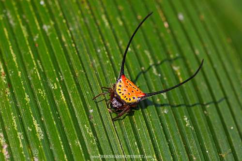 Macracantha arcuata - Zangenartige Dornspinne