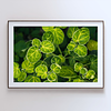 THE ONE - WILDLIFE & NATURE - "Leaf Radiance" - LIMITED EDITION 5 of 5