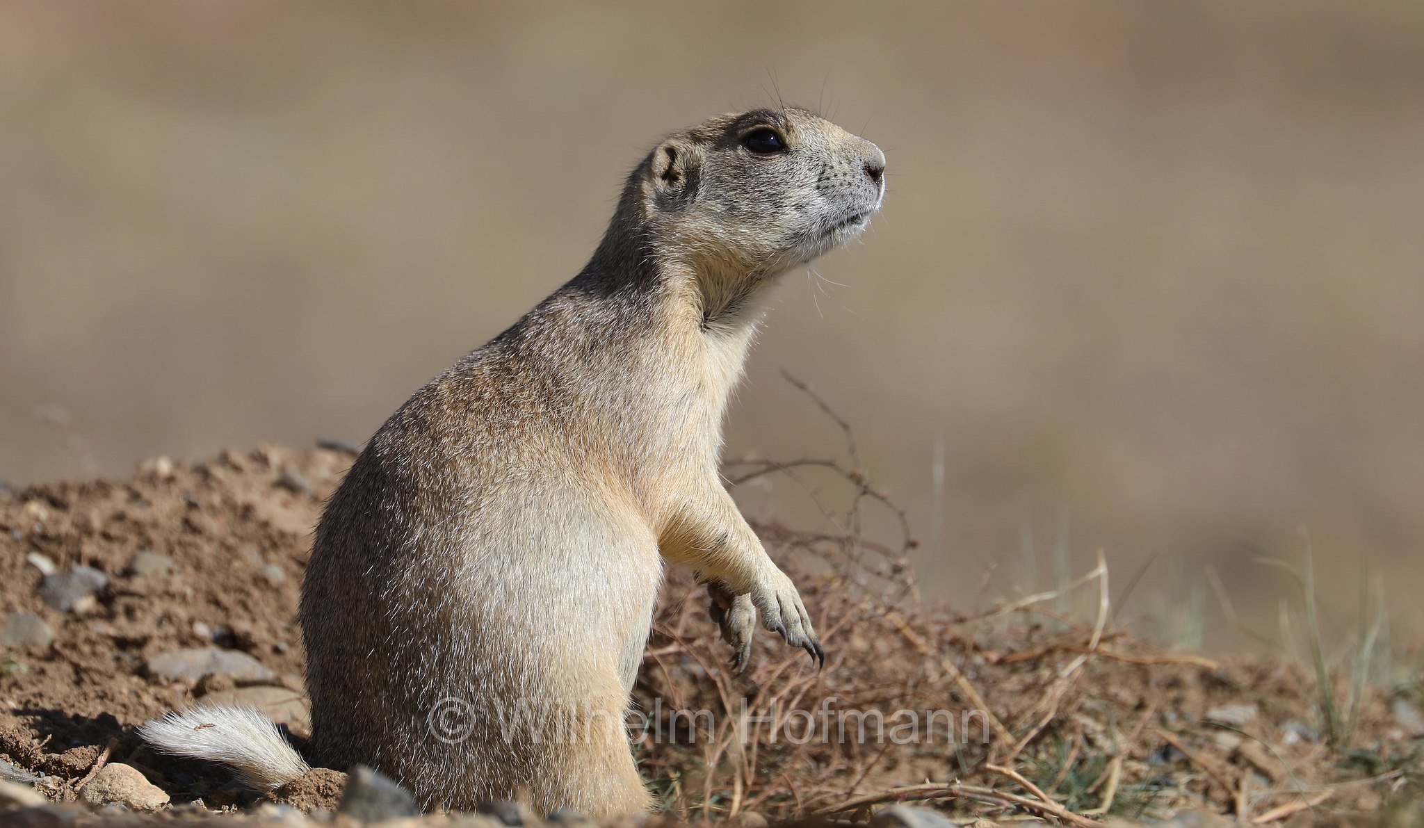 Cynomys leucurus, white-tailed prairie dog, Weißschwanz-Präriehund, cane della prateria dalla coda bianca, Arapaho National Wildlife Refuge, Colorado, USA