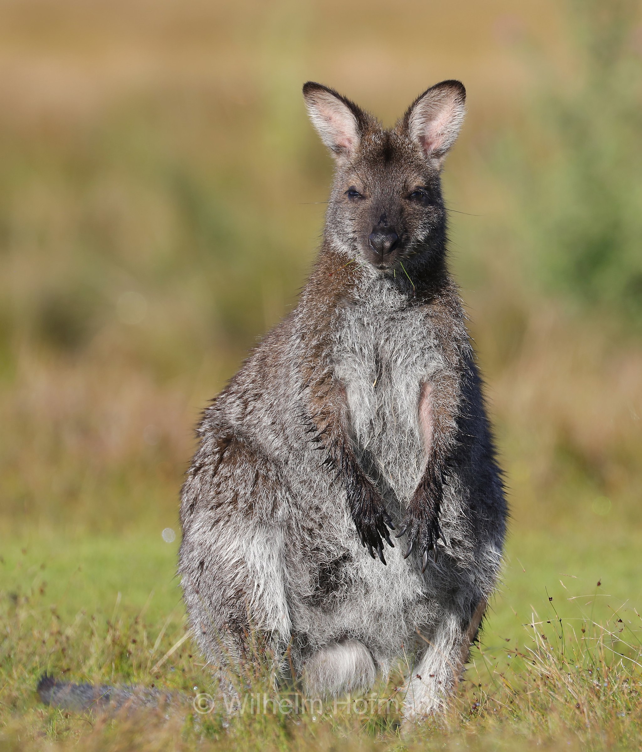 red-necked wallaby, Bennett's wallaby, Rotnackenwallaby, Bennett-Wallaby, Bennett-Känguru, wallaby dal collo rosso, wallaby di Bennet, Notamacropus rufogriseus, Narawntapu National Park, Narawntapu-Nationalpark, parco nazionale Narawntapu, Tasmania, Tasmanien, Australia, Austalien