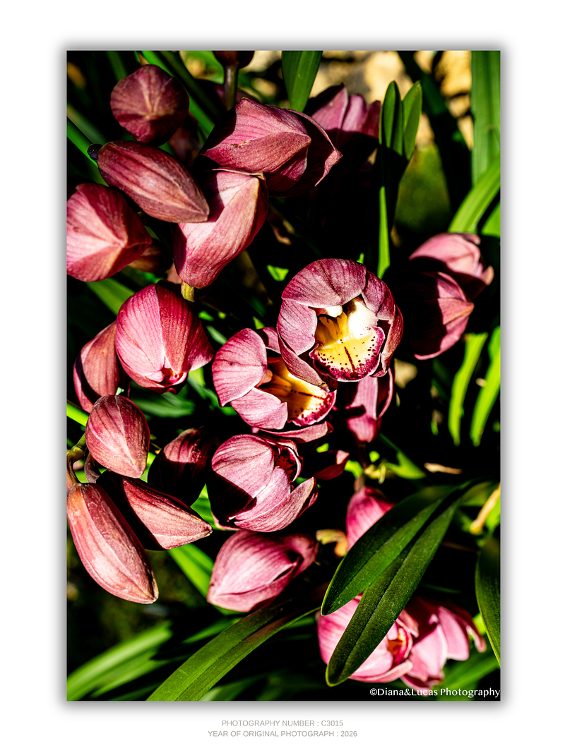 THE ONE - WILDLIFE & NATURE - "Crowded Beauty" - LIMITED EDITION 5 of 5