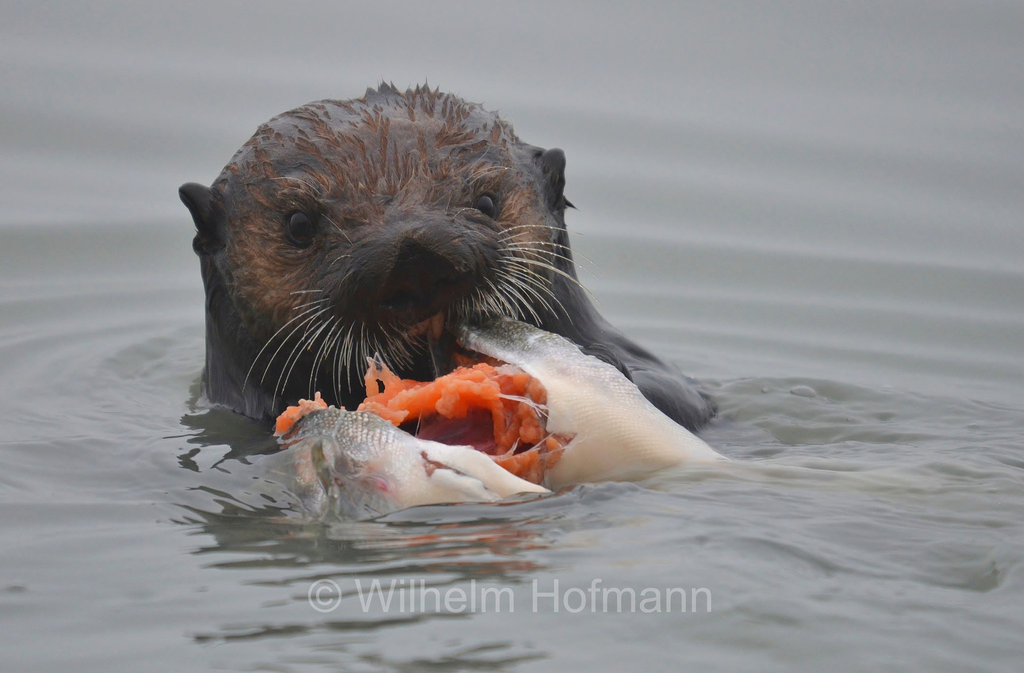 Enhydra lutris, sea otter, Seeotter, Kalan, Meerotter, lontra marina, Solomon Gulch Hatchery, Valdez, ﻿Prince William Sound, Prinz-William-Sund, Stretto di Prince William, Alaska, USA