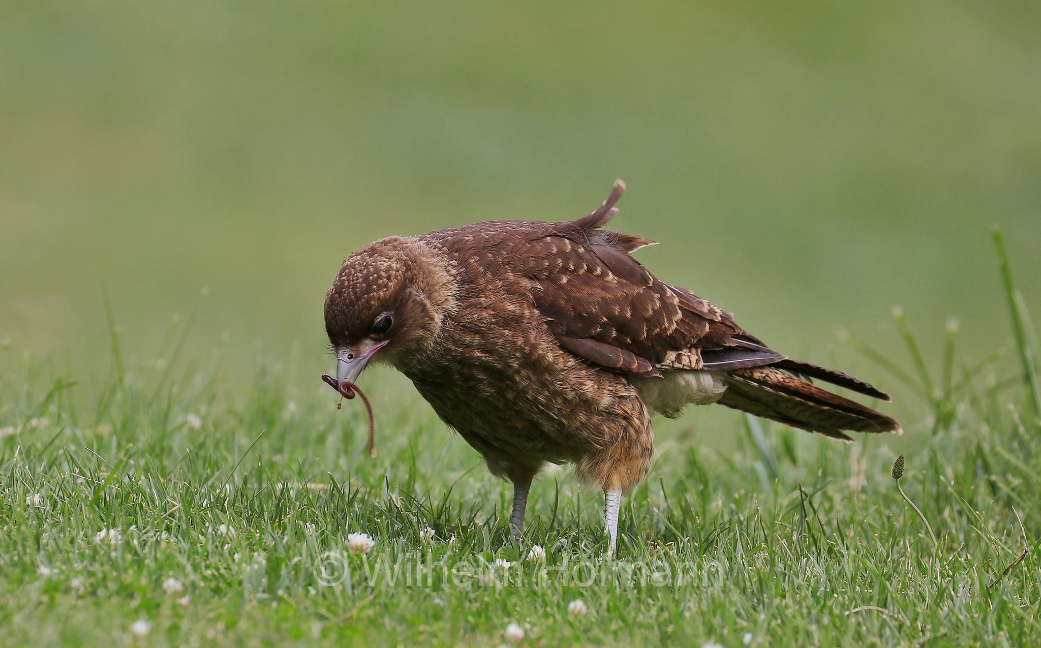 chimango caracara, chimango, tiuque, Chimangokarakara, caracara chimango, Daptrius chimango, Phalcoboenus chimango, Milvago chimango, San Carlos de Bariloche, Bariloche, Rio Negro, Río Negro, Argentina, Argentinien