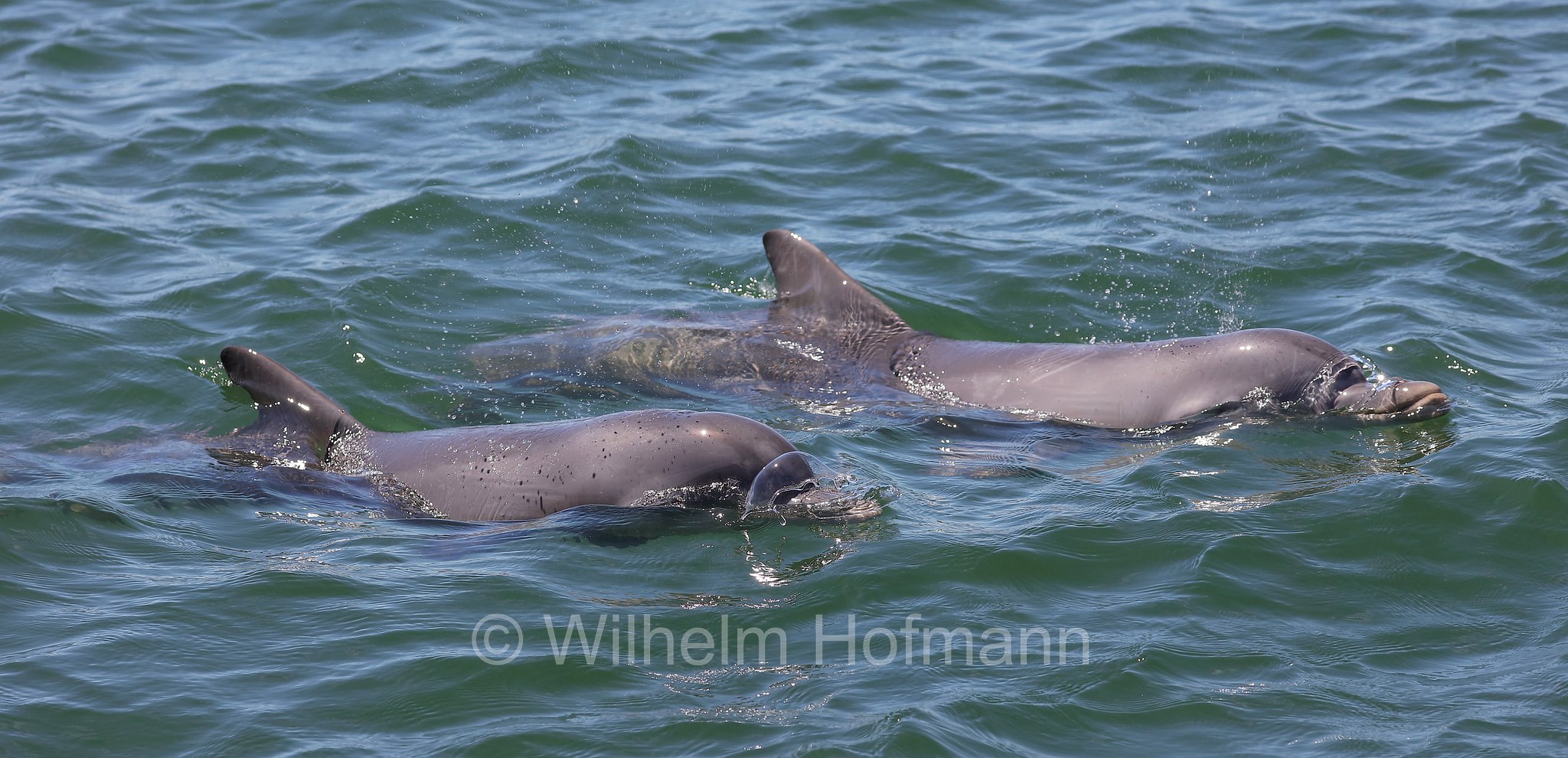 common bottlenose dolphin, Atlantic bottlenose dolphin, Großer Tümmler, Gewöhnlicher Großer Tümmler, tursìope comune, Tursiops truncatus, Whyalla Marina, Eyre Peninsula, Eyre-Halbinsel, Penisola di Eyre, South Australia, Südaustralien, Australia Meridionale, Australia, Australien