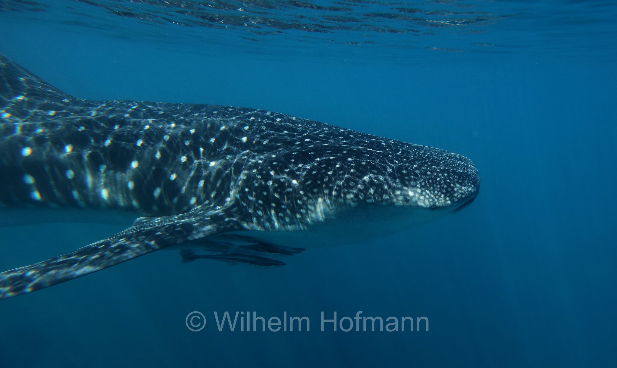 Whale Shark, Walhai, squalo balena, Rhincodon typus, Ningaloo Coast, Ningaloo Marine Park, Ningaloo Commonwealth Marine Reserve, Costa di Ningaloo, Western Australia, Westaustralien, Australia Occidentale, Australia, Australien