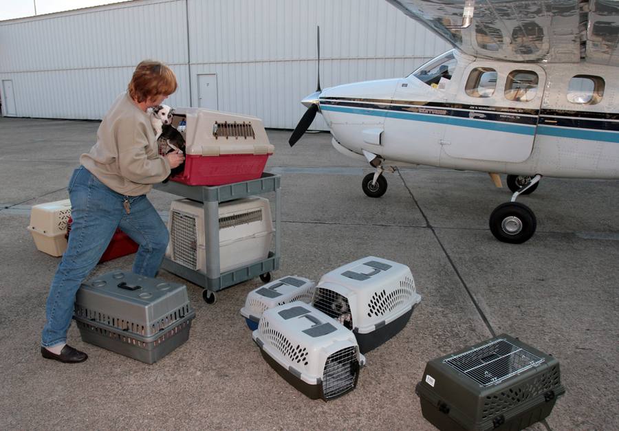 Dog Pilot