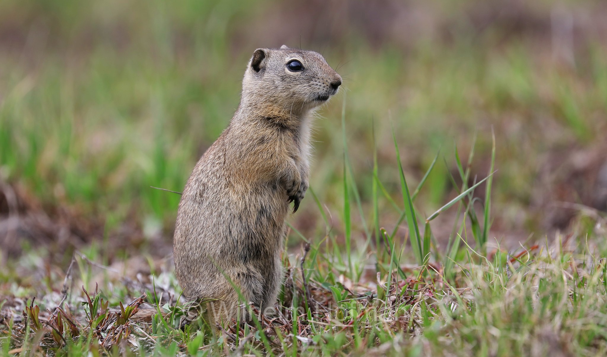 Urocitellus beldingi, Spermophilus beldingi, Belding's ground squirrel, pot gut, sage rat, picket-pin, Belding-Ziesel, scoiattolo terricolo di Belding, Sparks Lake Meadow, Oregon, USA