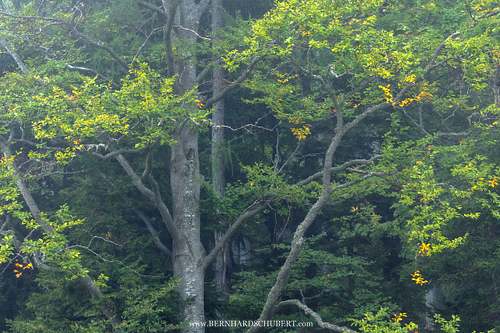 Beech detail