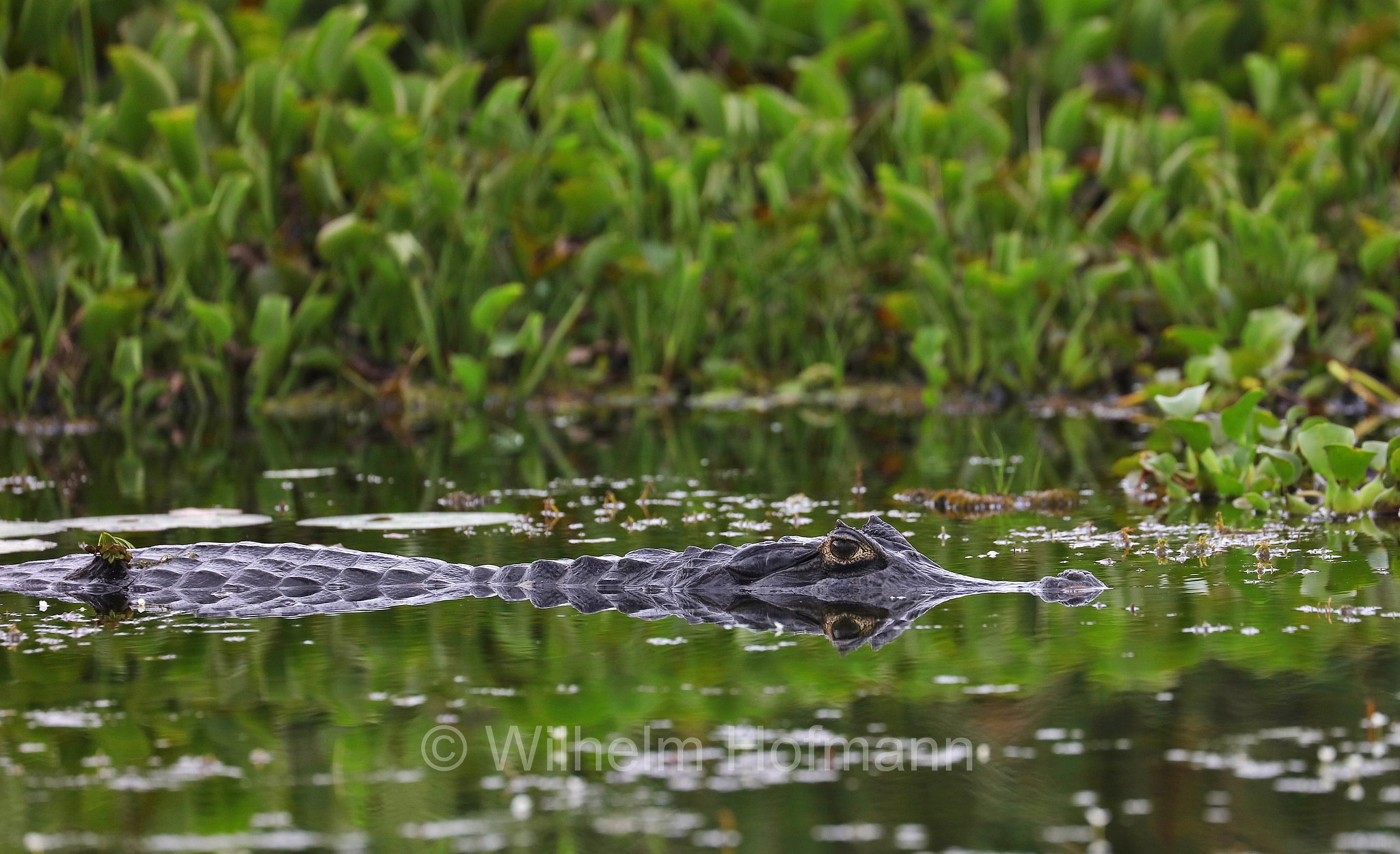 yacare caiman, jacare caiman, Paraguayan caiman, piranha caiman, red caiman, southern spectacled caiman, Brillenkaiman, caimano jacarè, Caiman yacare, Iberá Wetlands, Esteros del Iberá, Corrientes, Argentina, Argentinien