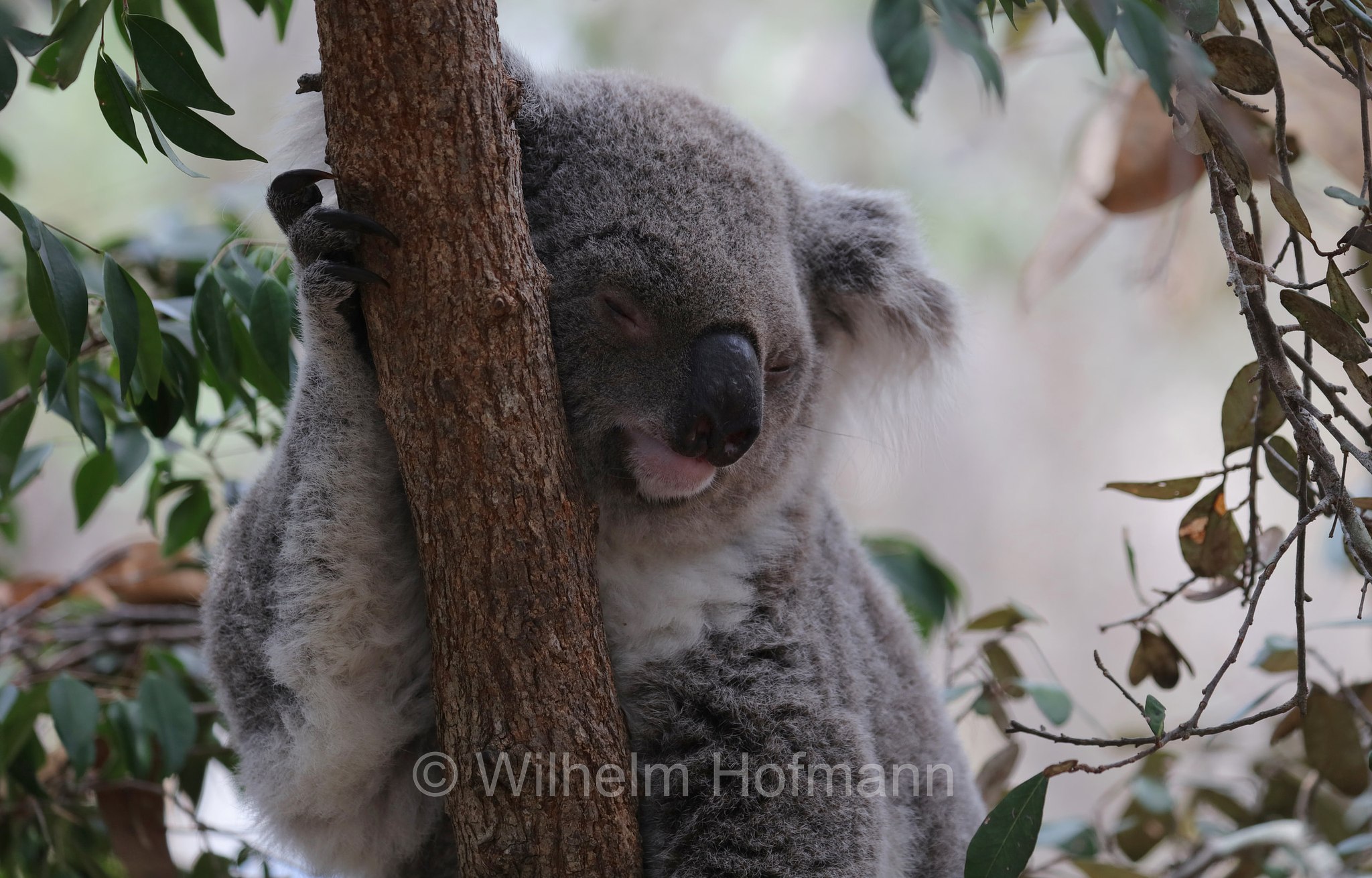 Phascolarctos cinereus, koala, Koala, Beutelbär, Koalabär, koala, coala, fascolarto, Forts Walking Track, Magnetic Island, Queensland, Australia, Australien