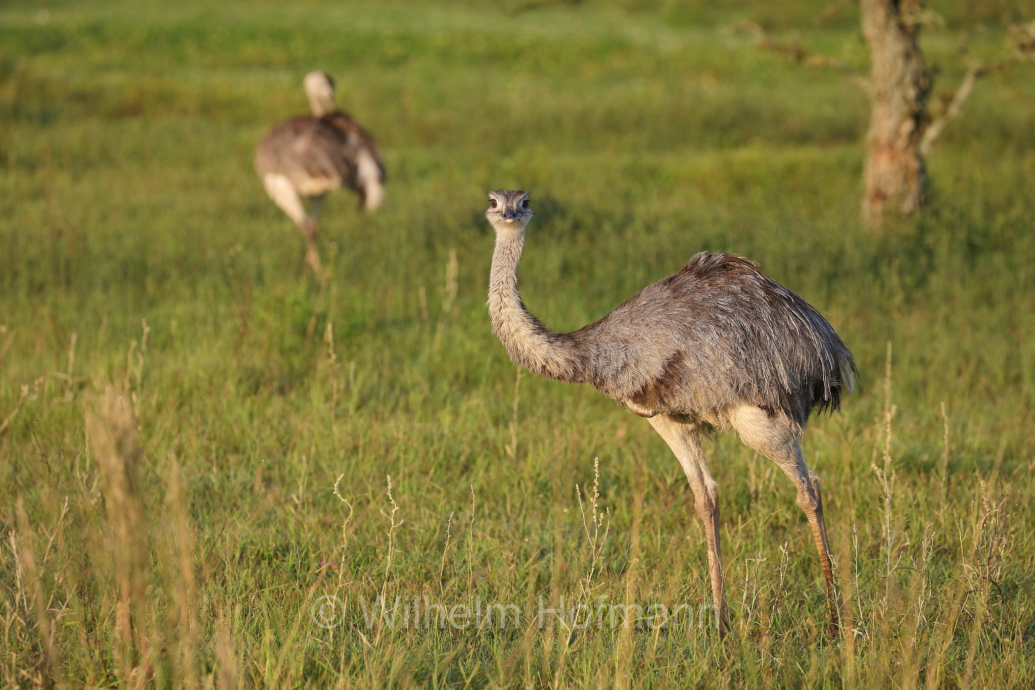 greater rhea, grey rhea, common rhea, American rhea, ema, ñandú, Nandu, Großer Nandu, nandù comune, nandù grigio, nandù maggiore, nandù americano, Iberá Wetlands, Esteros del Iberá, Corrientes, Argentina, Argentinien
