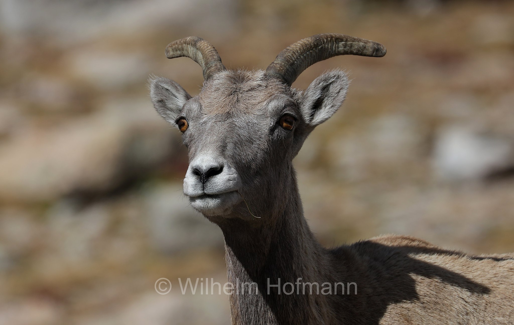 Ovis canadensis canadensis, Rocky Mountain bighorn sheep, Rocky-Mountains-Dickhornschaf, bighorn delle Montagne Rocciose, Summit Lake, Summit Lake Park, Colorado, USA