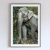 COLLECTION - GIANTS OF THE LAND VERTICAL - "Eye Contact" - LIMITED EDITION 10 of 10