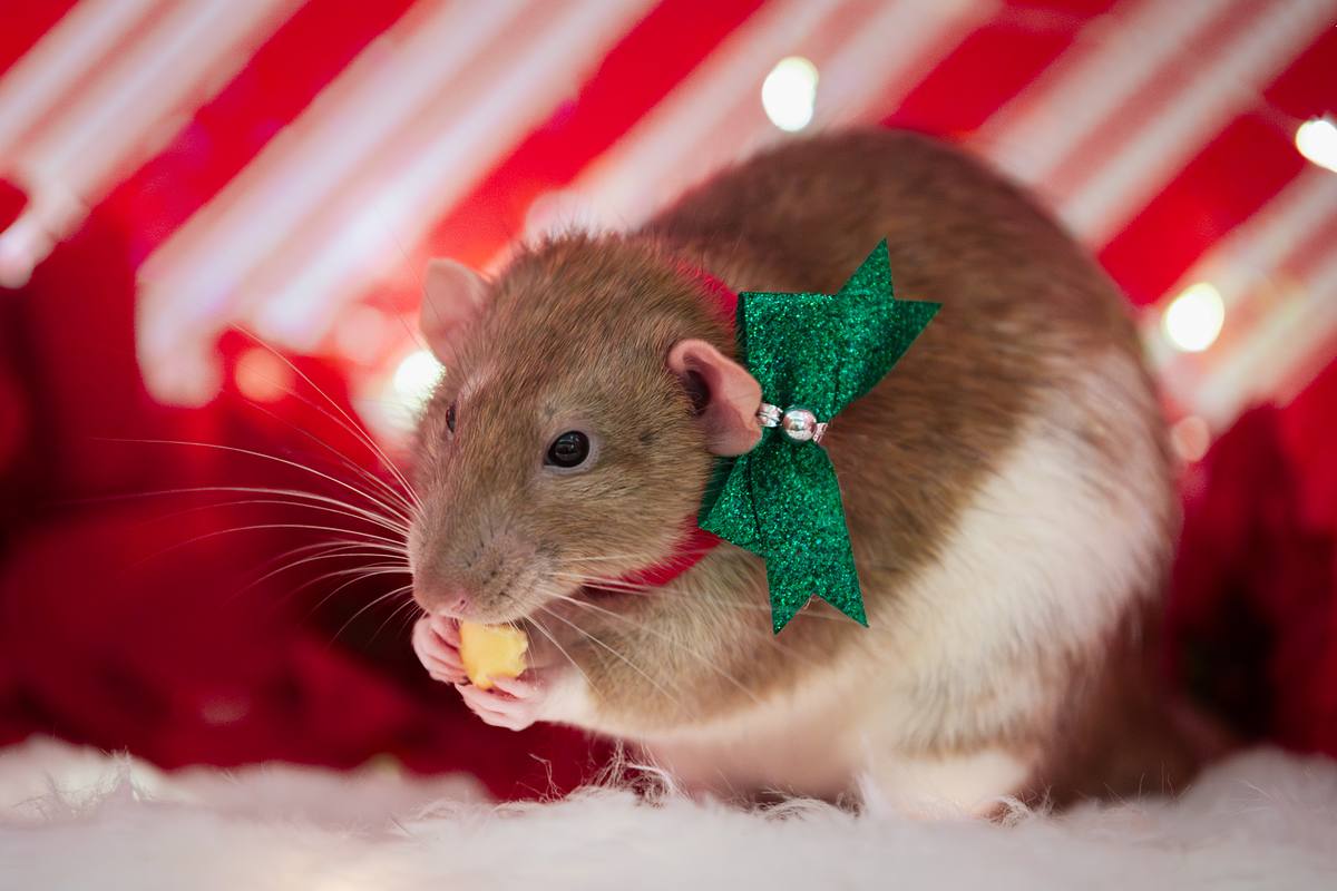 Pet rat wearing a green bow at Christmas.