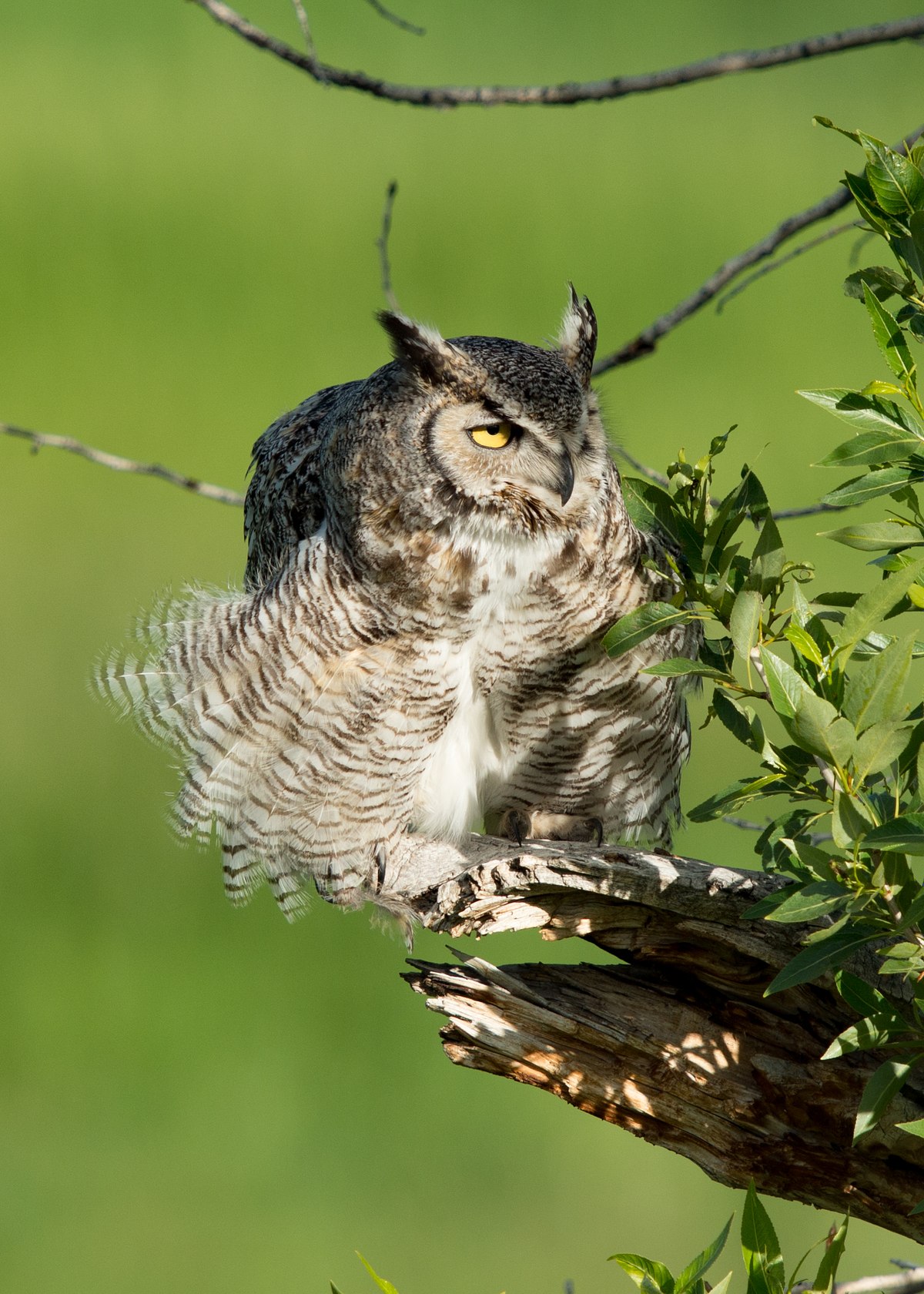 Fluffy-Owl