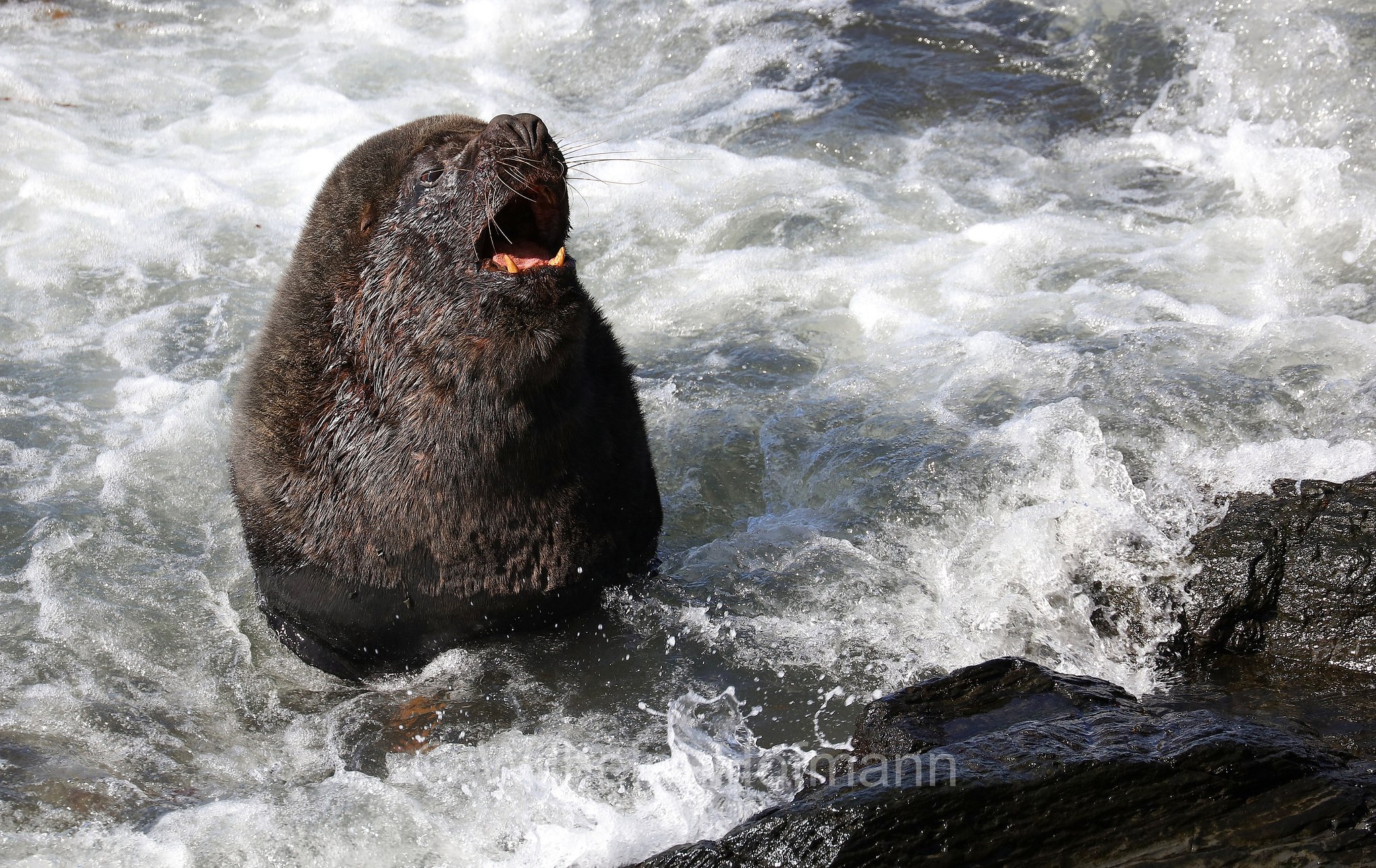 South American sea lion, southern sea lion, Patagonian sea lion, Mähnenrobbe, Patagonischer Seelöwe, Südamerikanischer Seelöwe, leone marino sudamericano, leone marino meridionale, Otaria flavescens, ﻿Südlicher See-Elefant, elefante marino meridionale, Mirounga leonina, Sealion Island, Sea Lion Island, Isla de los Leones Marinos, Falkland Islands, Falklandinseln, Isole Falkland