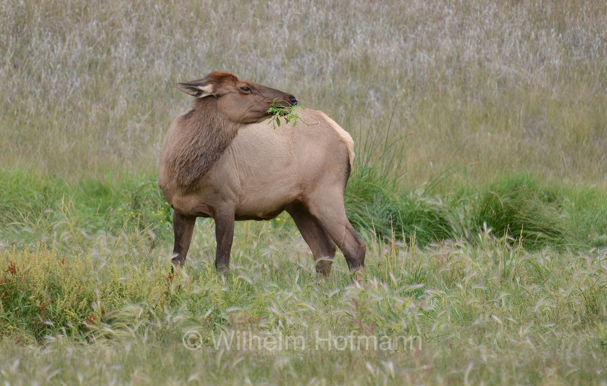 Cervus canadensis, wapiti, Wapiti, Wapiti-Hirsch, vapiti, Jasper National Park, Jasper-Nationalpark, Parco nazionale Jasper, Alberta, Canada, Kanada