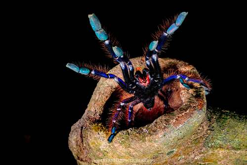 Phormingochilus sp. - Sabah Blue, unbeschriebene Art