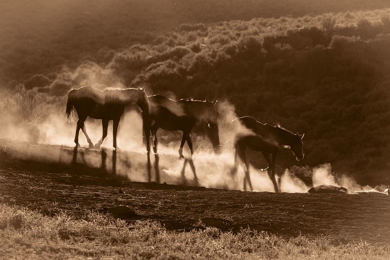 Shadows in the Dust