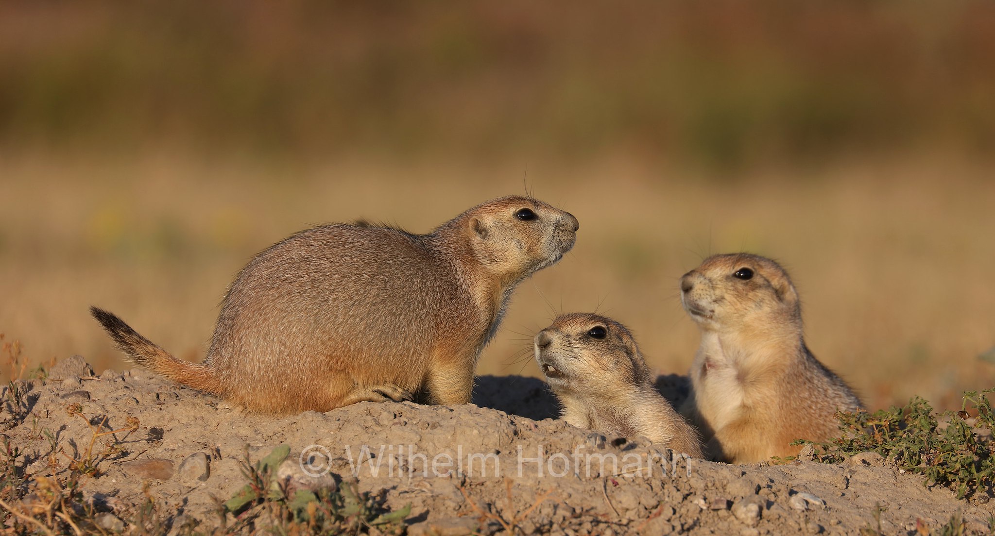 Cynomys ludovicianus, black-tailed prairie dog, Schwarzschwanz-Präriehund, cane della prateria dalla coda nera, Wind Cave National Park, Wind-Cave-Nationalpark, Parco nazionale di Wind Cave, South Dakota, Dakota del Sud, USA
