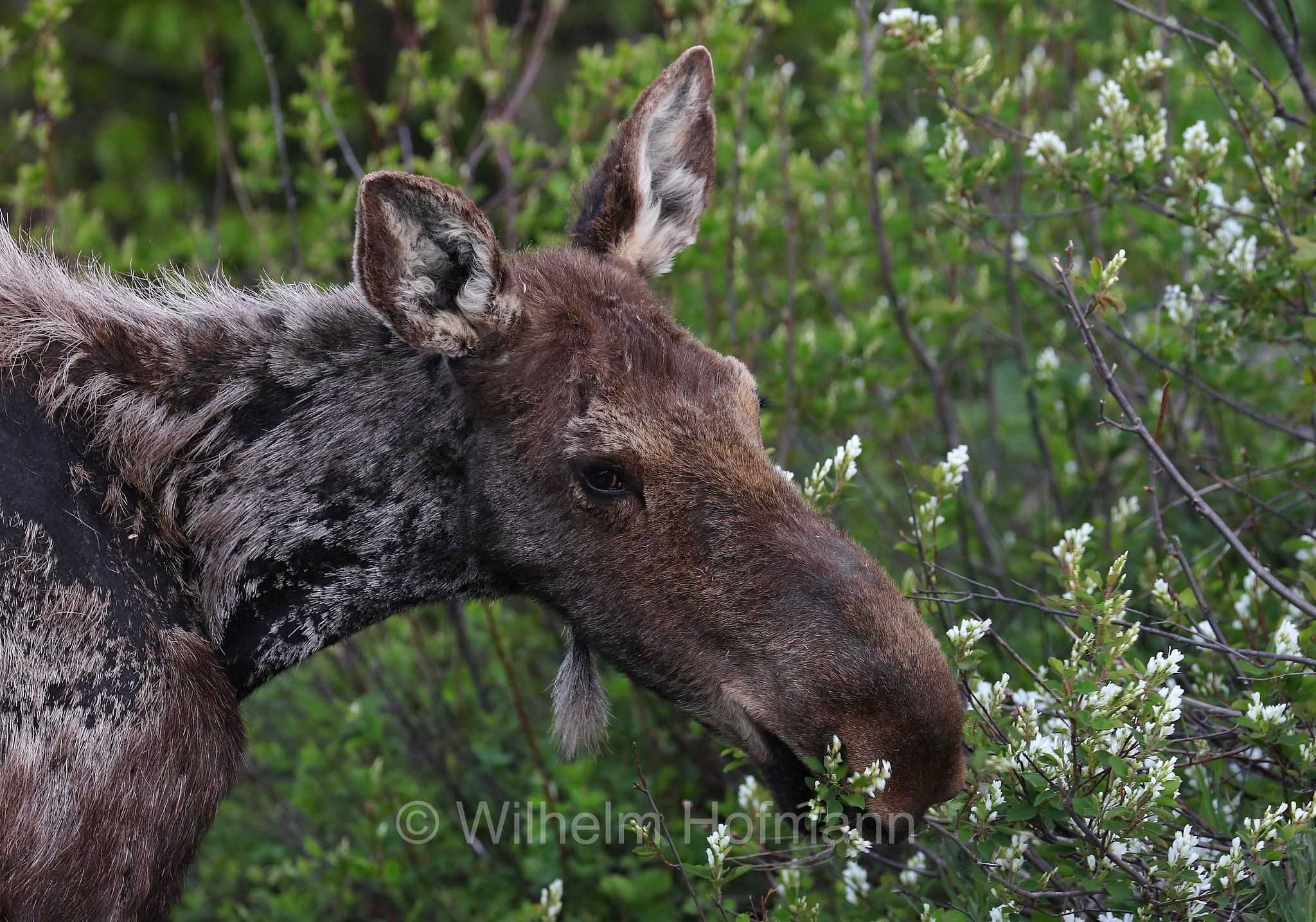 Shiras moose, Wyoming moose, Yellowstone moose, Yellowstone-Elch, Shiraz-Elch, Wyoming-Elch, alce di Shiras, Alces alces shirasi, Taggart Creek, Grand Teton National Park, Grand-Teton-Nationalpark, parco nazionale del Grand Teton, Wyoming, USA