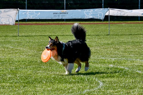 koerte frisbi voistlus 2026