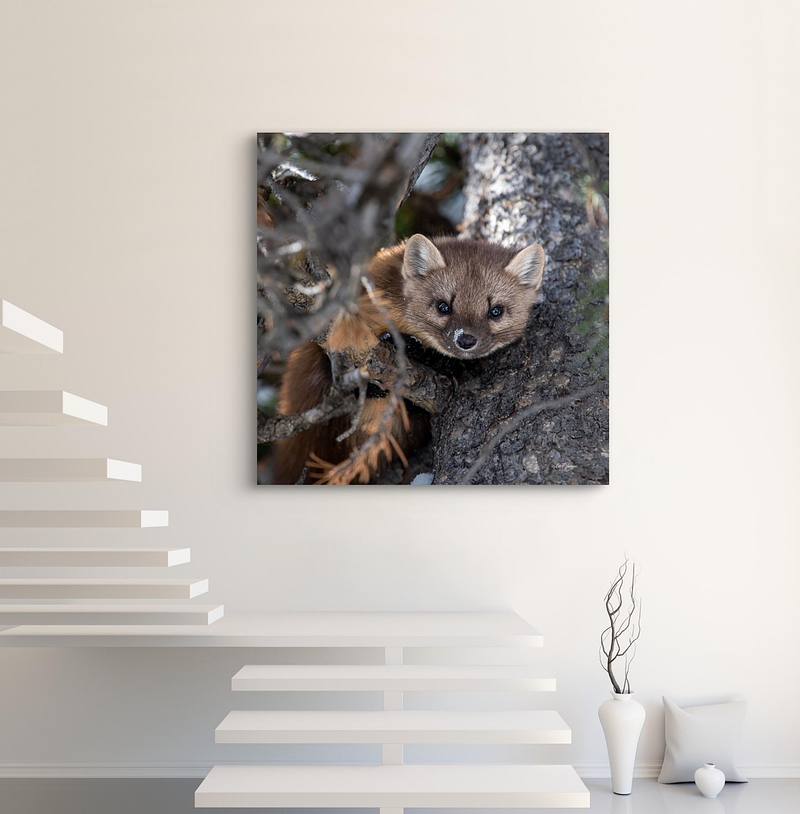 Just Hanging (Pine Marten)