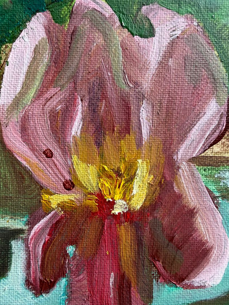 Iris
