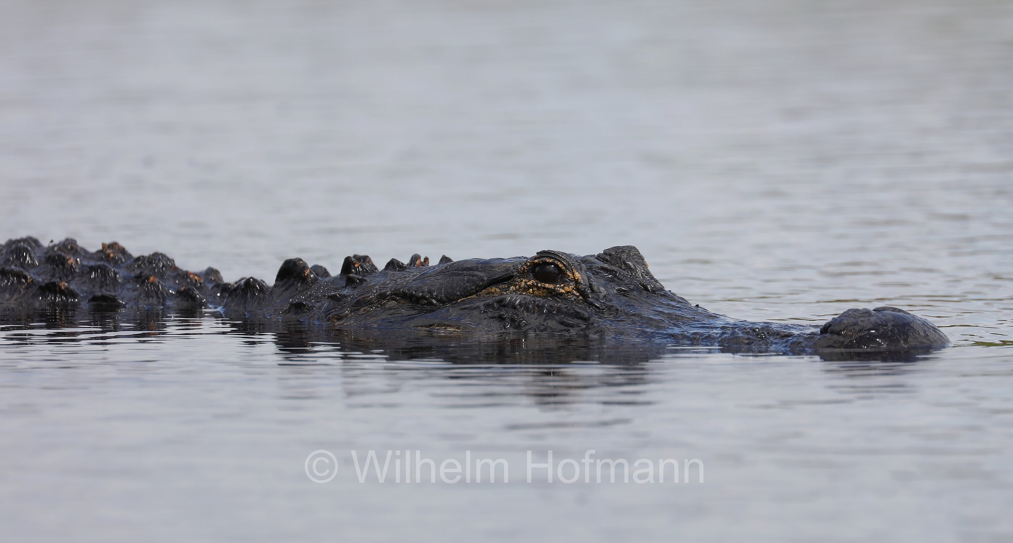 Alligator mississippiensis, American alligator, common alligator, gator, Mississippi-Alligator, Hechtalligator, alligatore del Mississippi, Sevenmile Slough, Double Trailhead, Kissimmee Prairie Preserve State Park, Florida, USA