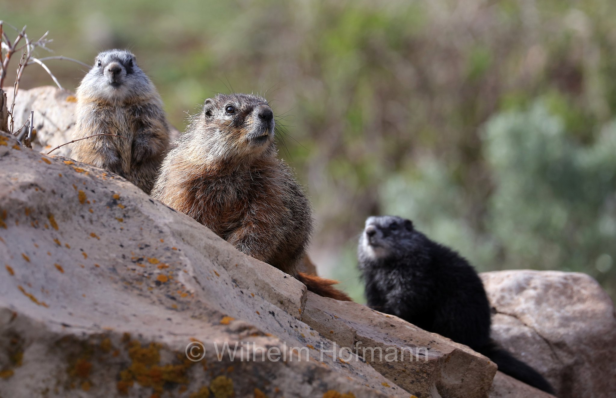 Marmota flaviventris, yellow-bellied marmot, rock chuck, Gelbbauchmurmeltier, marmotta dal ventre giallo, Gros Ventre Slide, Wyoming, USA